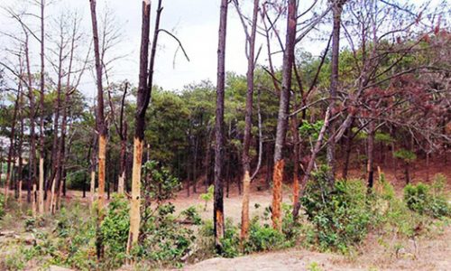 ‘Siêu’ dự án ở Đà Lạt phải bồi thường gần 19 tỷ đồng